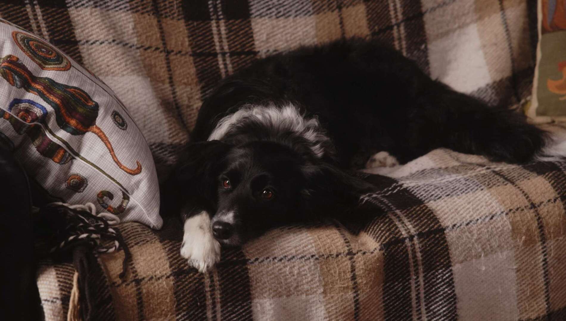 «Двое в одной жизни, не считая собаки»